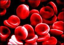 sangre roja.jpg